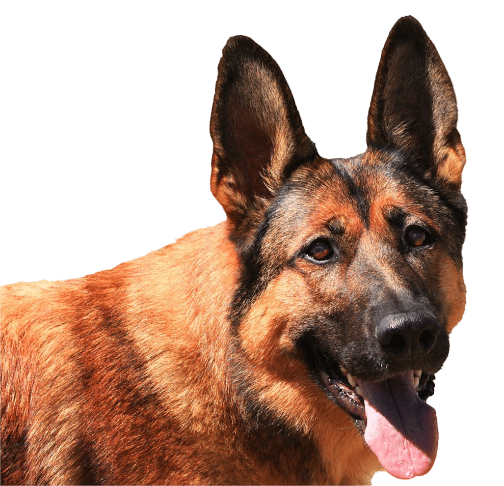 8 malinois détouré